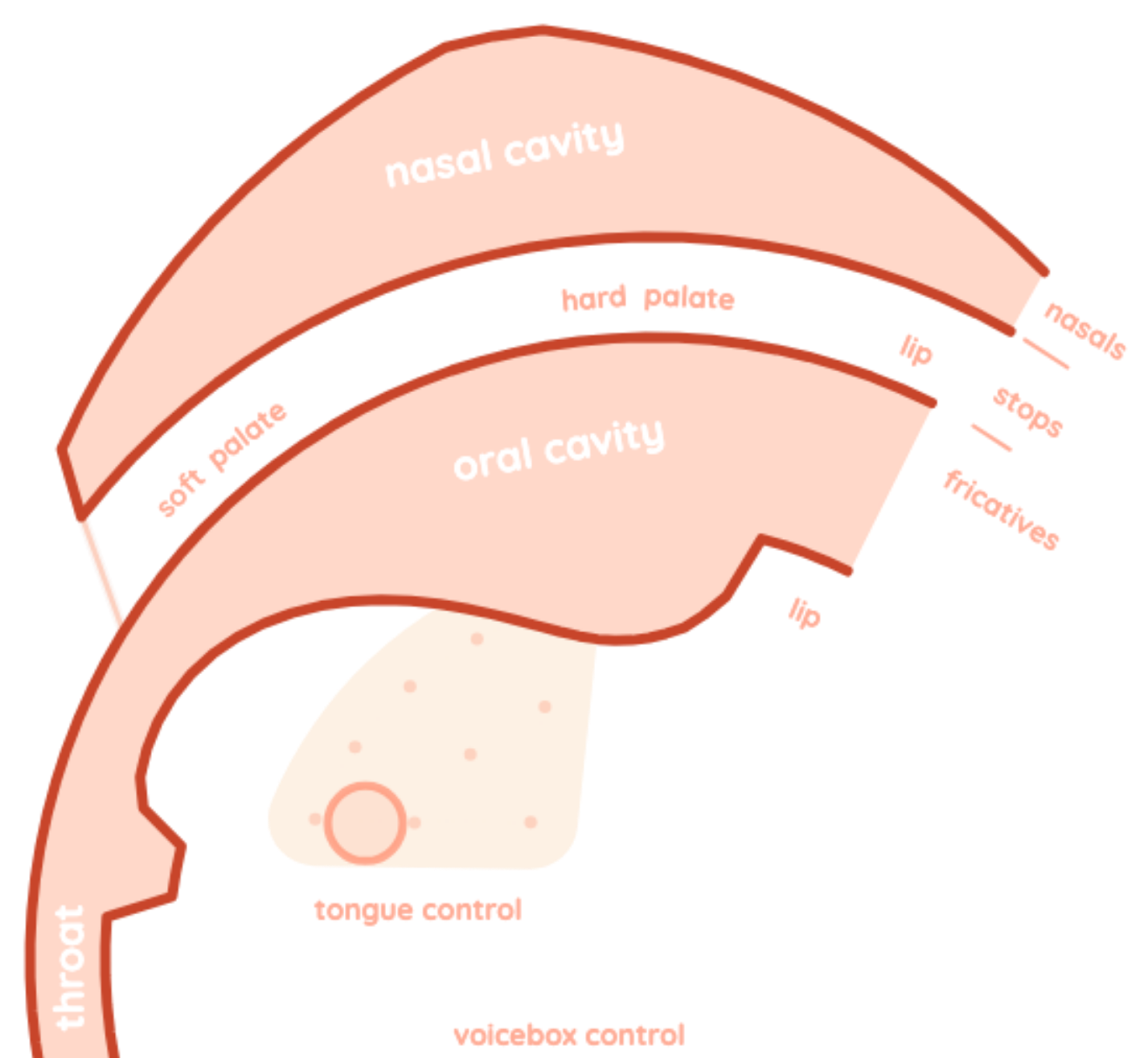 A cross section of the vocal tract