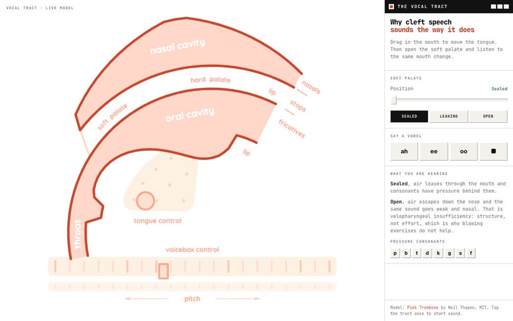 The Vocal Tract